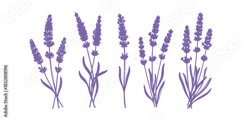 A hand-drawn doodle of lavender flowers, isolated on a white background, part of a vintage herbal graphic collection. 