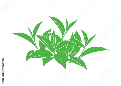 Group of green tea leaves sitting on a white backdrop
