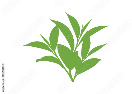 green tea leaves against a white background