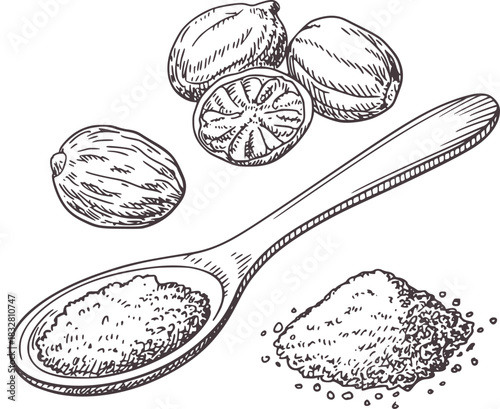 Hand drawn illustration of nutmeg and spoon with spice