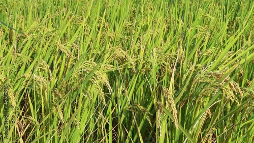 Golden rice paddy field landscape swaying over sunset day time.
