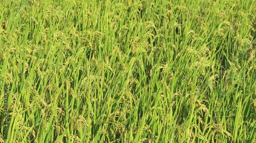 Golden rice paddy field landscape swaying over sunset day time.