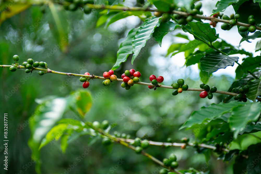 Fototapeta premium Close up Natural Coffee Branch Plant with Ripening Berries. Agriculture