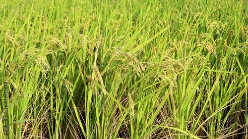 Golden rice paddy field landscape swaying over sunset day time.