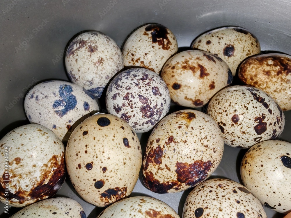 Obraz premium Close-Up of Spotted Quail Eggs in a Metal Container