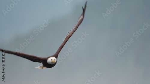 A bald eagle flying over the ocean majestically looking for food in Canada