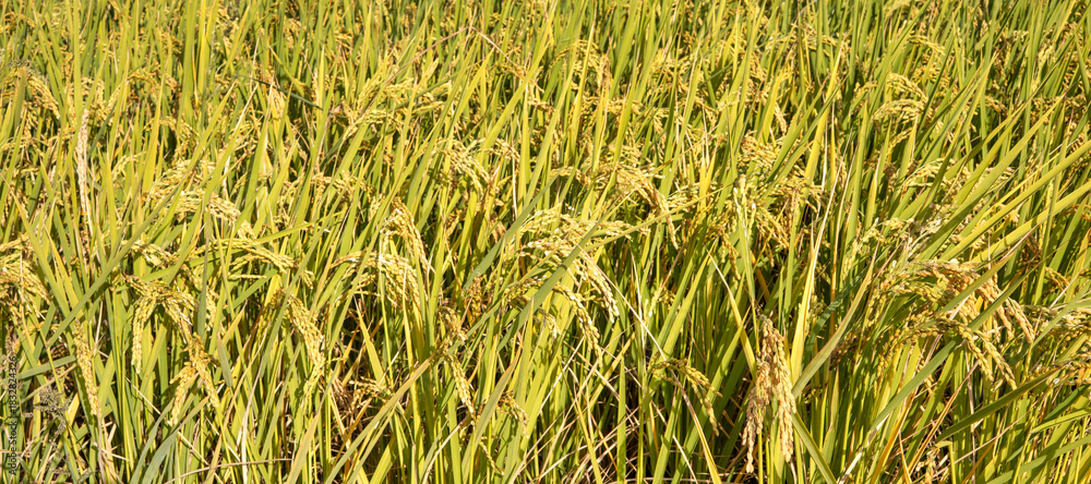 Fototapeta premium Golden rice paddy field landscape swaying over sunset day time.