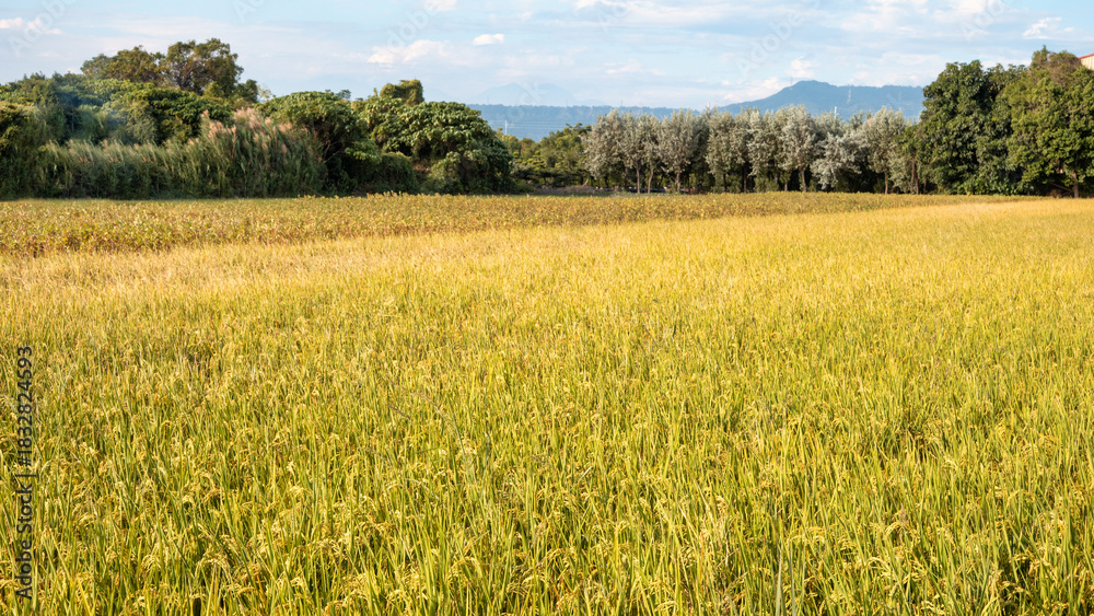 Obraz premium Golden rice paddy field landscape swaying over sunset day time.