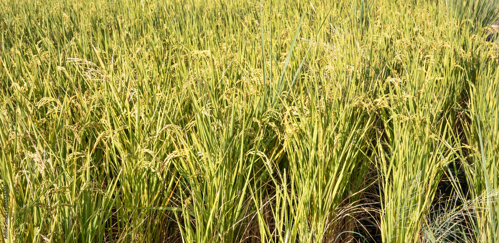 Obraz premium Golden rice paddy field landscape swaying over sunset day time.