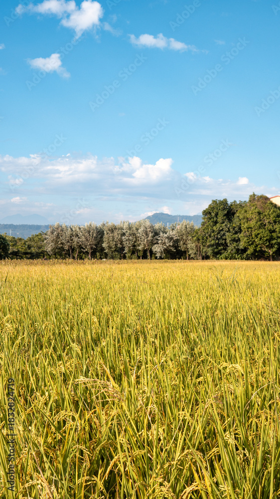 Fototapeta premium Golden rice paddy field landscape swaying over sunset day time.
