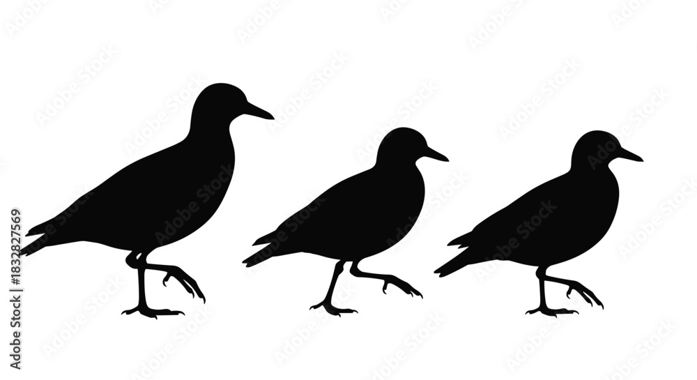 Fototapeta premium A minimalist black silhouette illustration showing the walking cycle of a golden plover bird in three distinct phases on a white background.