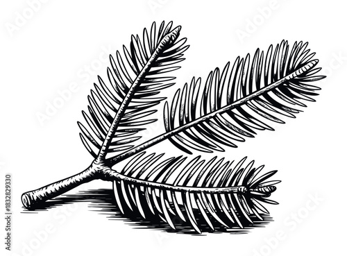 Vintage ink drawing of a fir tree branch with needles and shadow, perfect for holiday cards and natural decor projects
