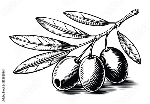 Engraved style black and white line drawing of a branch with three ripe olives and several green leaves, perfect for healthy food branding and natural product promotion.