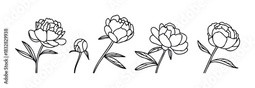 Delicate black and white line drawings of blooming peony flowers and buds for botanical projects and floral graphic creations