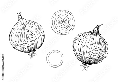 Vector set of fresh onion bulb.. Graphic ink half vegetable illustration, isolated on background. Hand drawn line sketch. For designers, prints, logo, icon, menu, postcards, holiday, covers