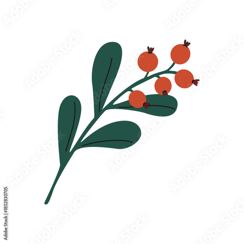 Simple winter branches, sprig of mistletoe. Seasonal nature cartoon doodle element. Botanic winter hand drawn twig for seasonal design and holidays. Vector illustration