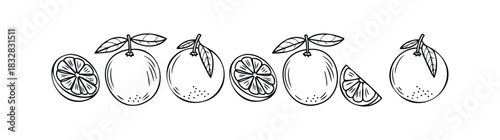Hand drawn citrus fruits and slices arranged in a border decorative line with leaves for a fresh and natural food theme presentation and graphic applications