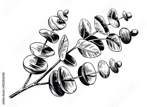 Black and white line drawing of a eucalyptus branch with oval leaves and seed pods, perfect for botanical, natural, or decorative uses.