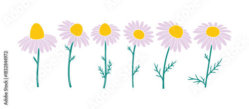 Chamomile wildflower, isolated on a white background, features a hand-drawn daisy multicolor.