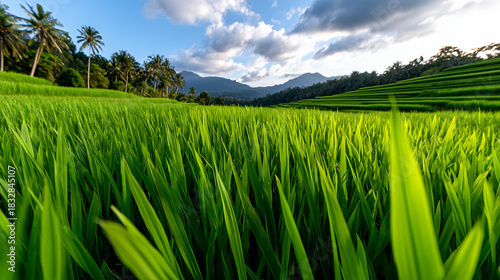 Tropical Bali Rice Terraces...