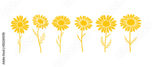 Chamomile wildflower from the field, set against a white backdrop, is a botanical hand-drawn. This doodle illustration is perfect for tea packaging, organic cosmetics, natural medicine.