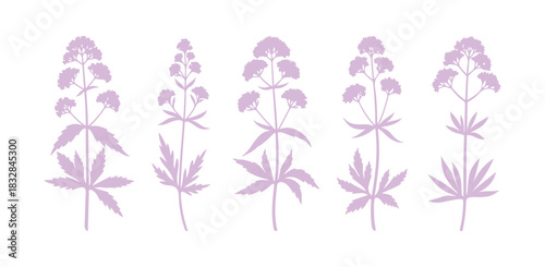 Hand-drawn vector illustration of Valeriana officinalis, set against a white background.