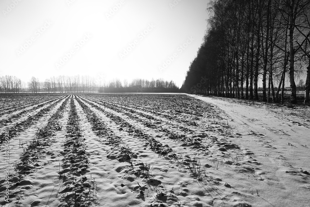 Fototapeta premium Winter field landscape with no people, abstract winter view