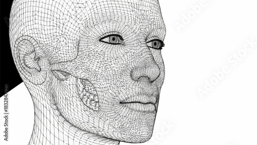Wireframe Human Head - A Detailed Digital Rendering of Facial Structure.
