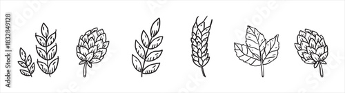 Monochrome vector bouquet of ripe wheat ears painted by black inks. Meadow or field spikelet etching drawing. Autumn harvest black and white line art for agricultural design, rustic decor, packaging.