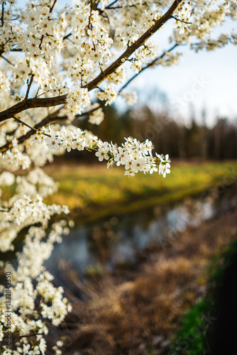 The blossoms of a cherry plum tree in May on a tree/branch