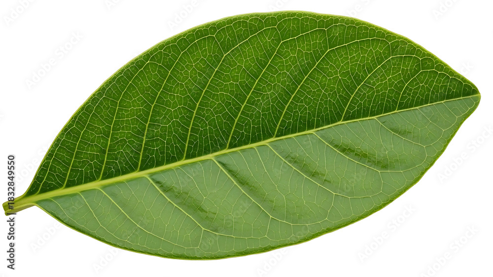 Fototapeta premium Single green leaf with detailed texture on black background