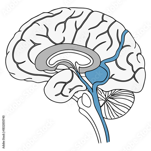 Anatomical illustration of human brain with highlighted structures  