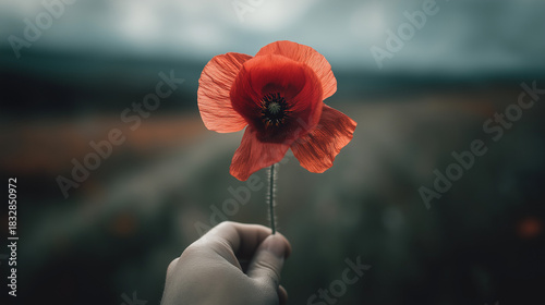 Hand holding vibrant red poppy flower against dark landscape  