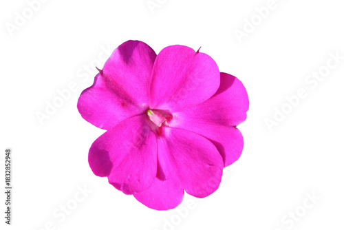 
Pink flower cut out on a transparent background
