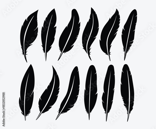 Isolated Soft Bird Feather Set