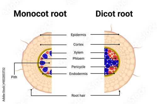 Compared between structure of Monocot root with Dicot root diagram vector illustration.	

