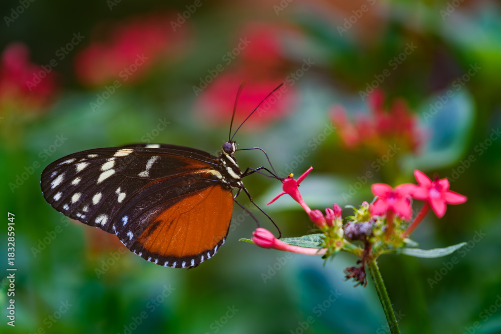 Obraz premium Butterfly