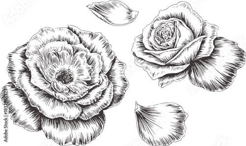 Black and white ink sketch of two roses and petals