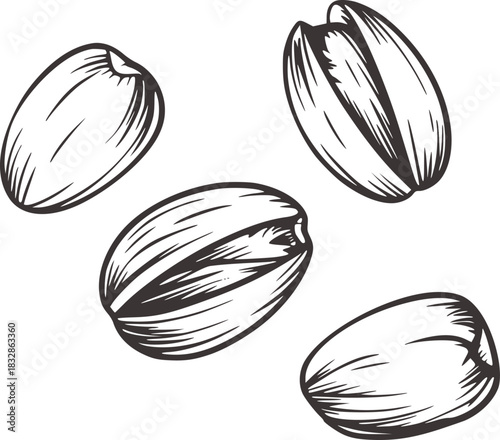 Black and white sketch of four sunflower seeds vector