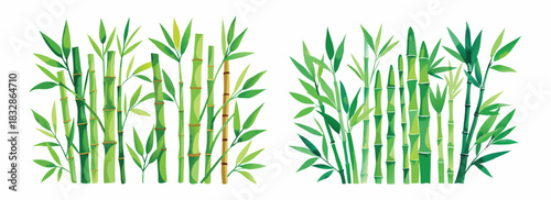 Two bamboo groves with green stalks and leaves, watercolor style, on a white background art
