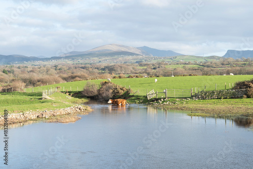 Brown and white cow crossing a river between green fields
