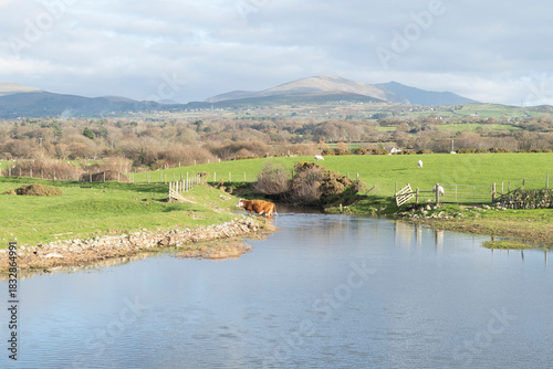 Brown and white cow exiting a river crossing between green fields