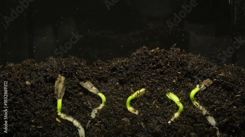 Section view of nature growth process as seeds germinate and sprout into small plants.