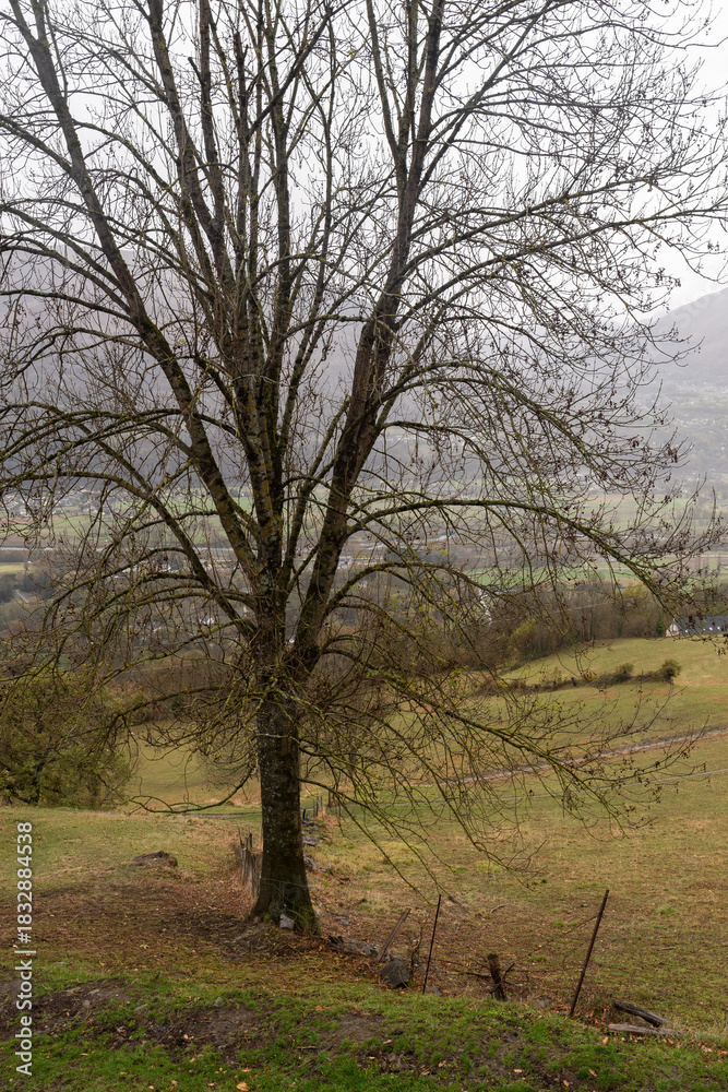 Fototapeta premium Solitary tree, bare of leaves at the end of autumn