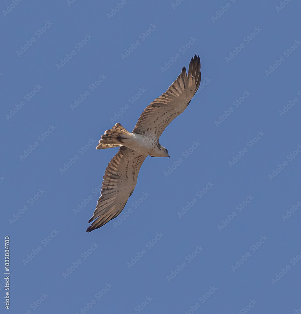 Fototapeta premium Short-toed Eagle (Circaetus gallicus) flying at Cazalla bird observatory near Tarifa in southern Spain.