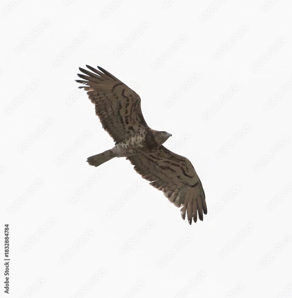 Obraz premium Short-toed Eagle (Circaetus gallicus) flying at Cazalla bird observatory near Tarifa in southern Spain.