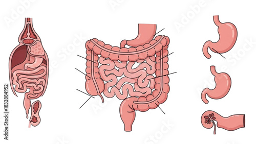 Human Digestive System Diagram Gut Health and Anatomy