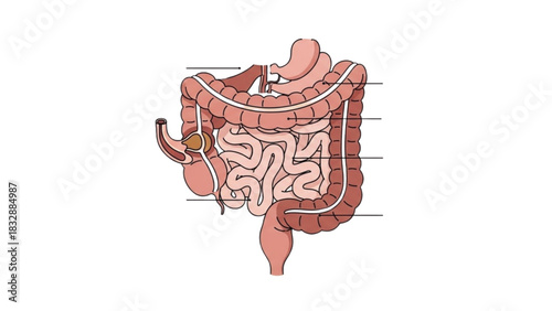 Detailed anatomical illustration of the human digestive system, showcasing the intricate gastrointestinal tract and its vital organs