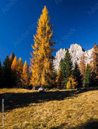 Autumn in the Dolomites. Explosion of colors towards sunset. Enrosadira and larch forests