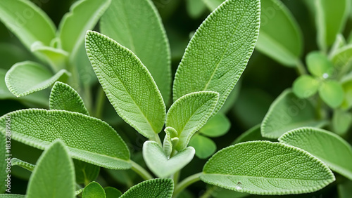 Close-up of fresh green sage leaves growing in garden